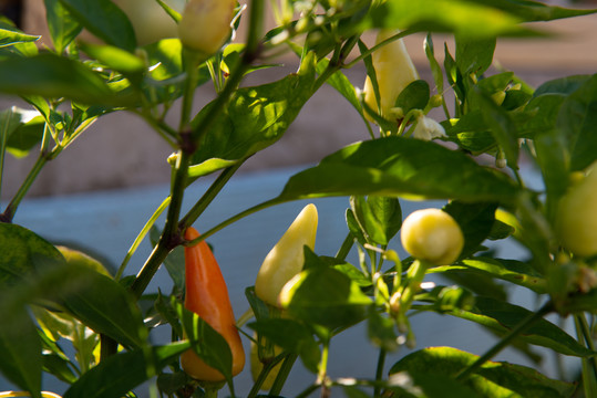 生长在温室里的黄色朝天椒