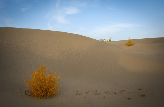沙漠中的胡杨