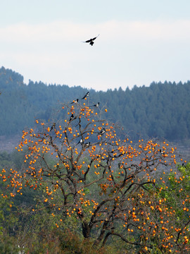 秋天的柿子树和喜鹊