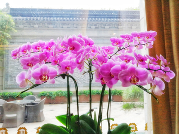蝴蝶兰花