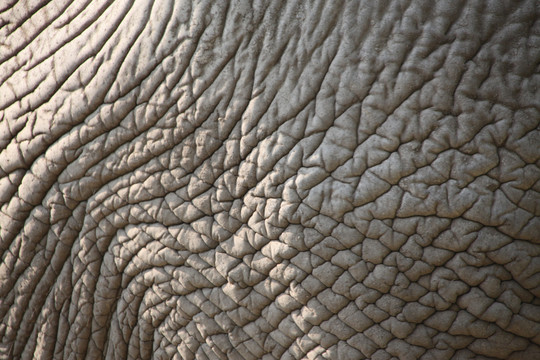 大象皮褶皱