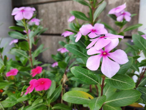 粉花长春花