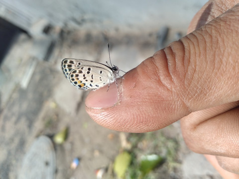 手指上的蝴蝶人与蝴蝶