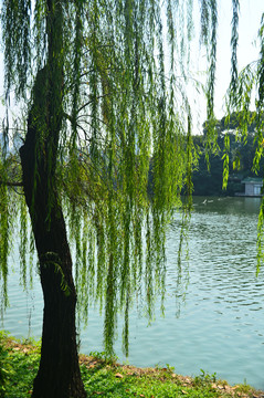 池塘边的杨柳树
