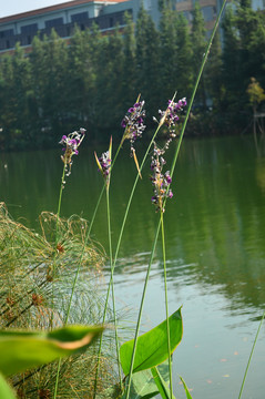 湖泊湿地公园