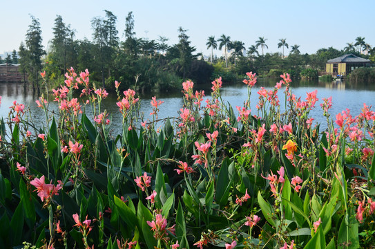 美人蕉湖泊湿地公园