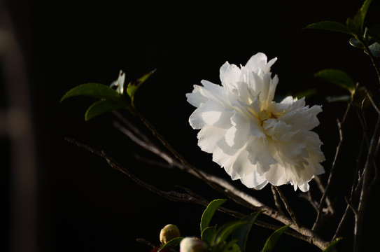 山茶白茶花