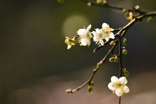 梅花特写