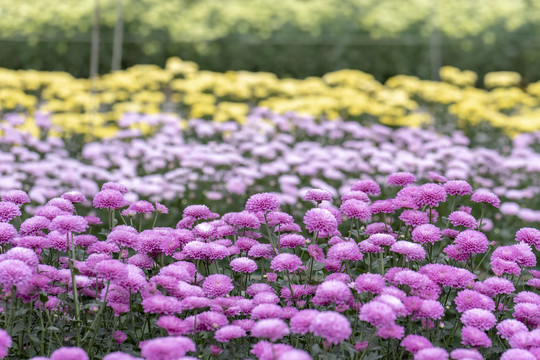 秋天菊花展