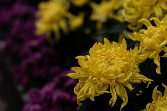 菊花特写