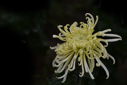 菊花特写