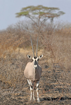 非洲瞪羚
