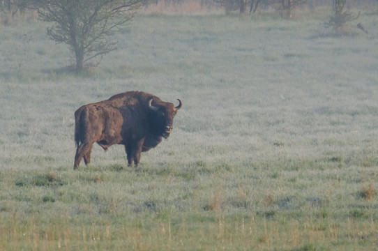 美洲草原野牛