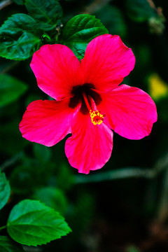 一朵盛开的红花