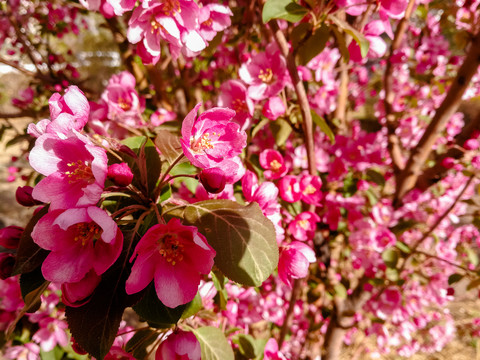 粉红色的果树花
