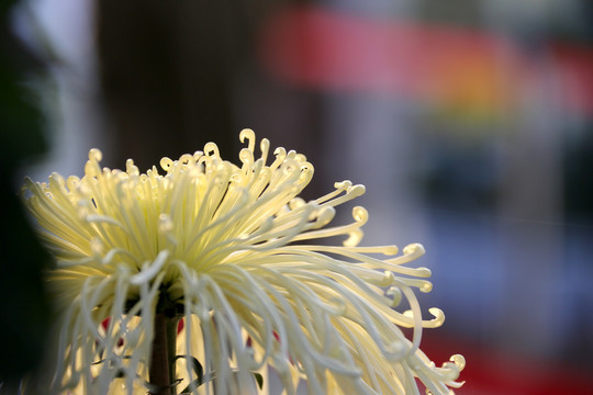 卷散型菊花