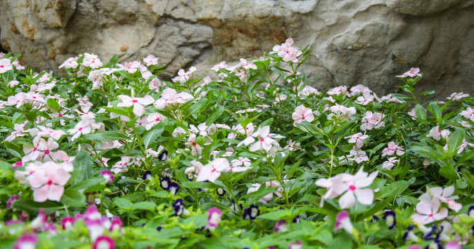 公园里的花丛