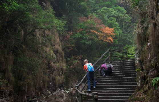 峡谷森林