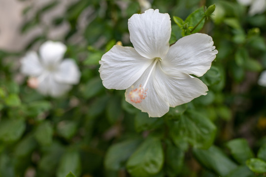 朱槿花