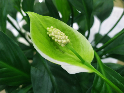 白鹤芋