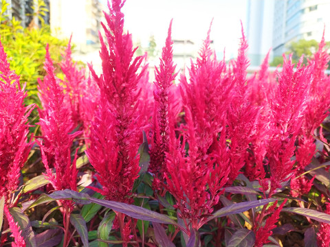 穗冠花