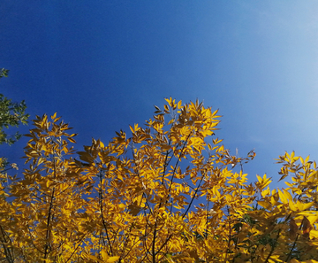 仰拍天空黄色树叶