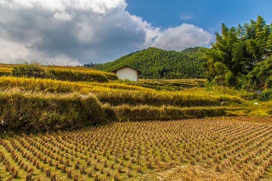 江西崇义上堡梯田金色十月风景