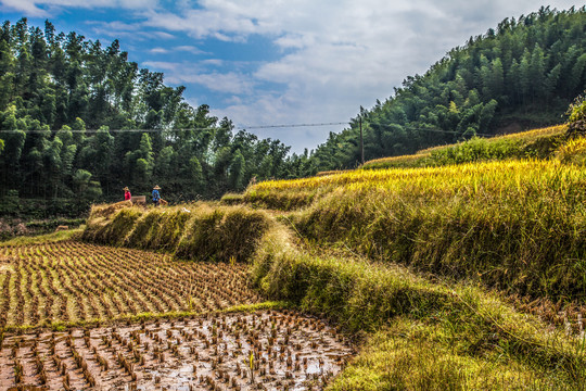 江西崇义上堡梯田金色十月风景