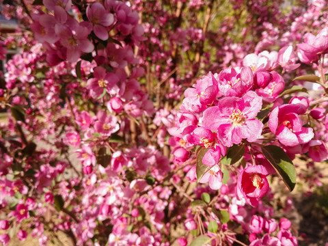 粉红色果树花