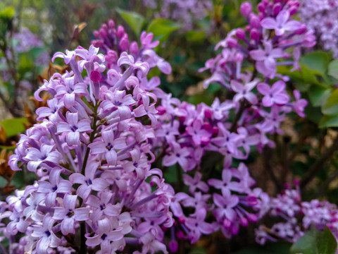 长柄紫丁香