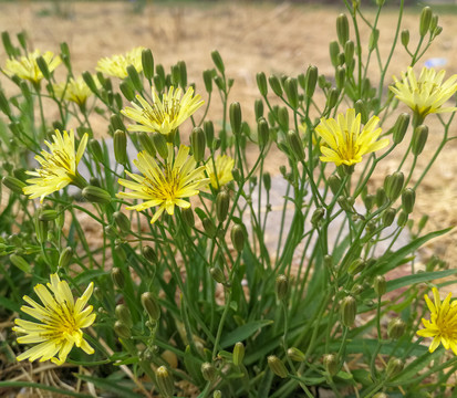 黄色野菊花