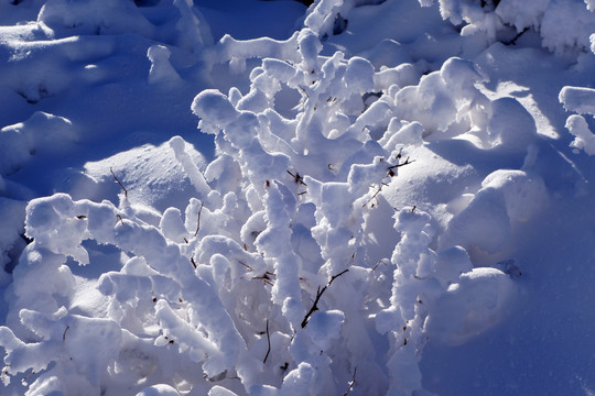 雪原树枝雾凇