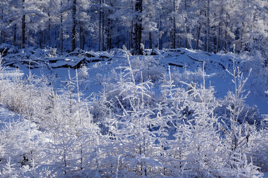 雪原树枝雾凇