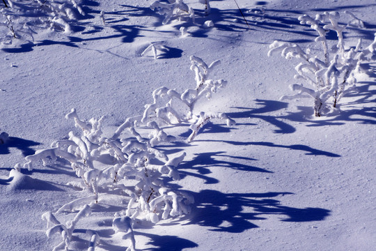 雪原树枝雾凇