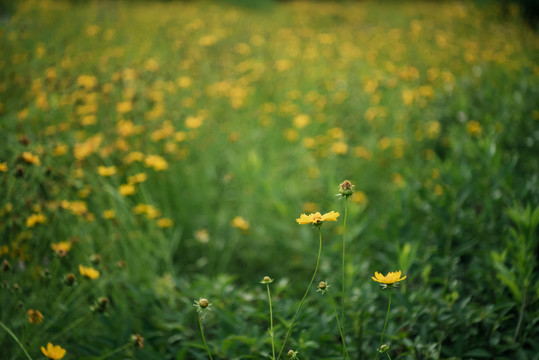 观赏菊花