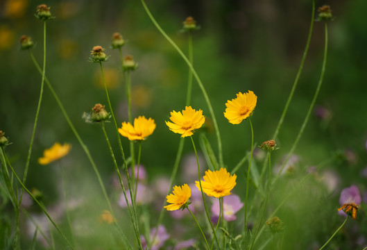 花花草草