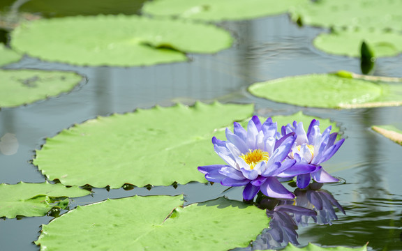 莲花池