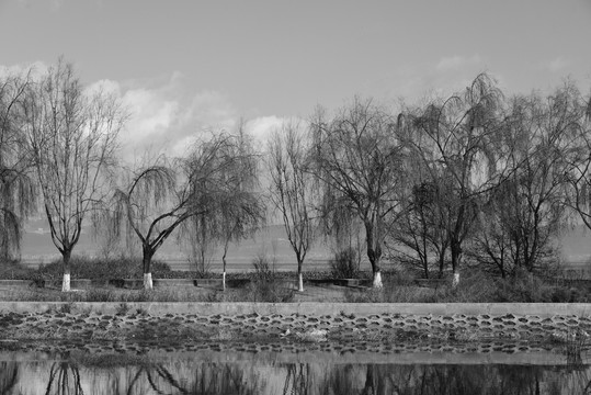 冬天湖畔柳树