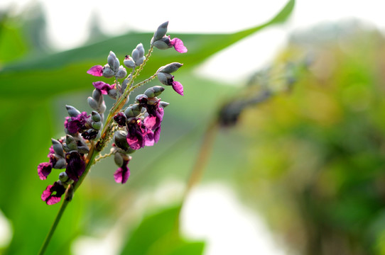 水竹芋