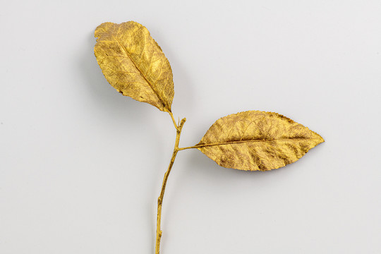 两片金色的叶子