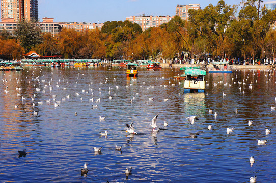 昆明翠湖公园海鸥