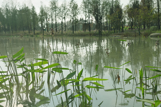 荆州园博园湿地