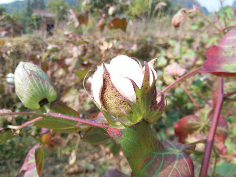 盛开的棉花采摘棉花天然的棉花