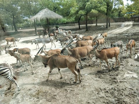 斑马羚羊