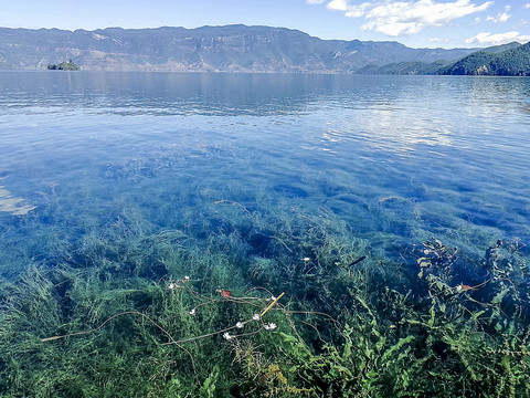 清澈的湖底水草