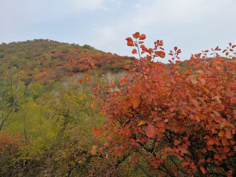 香山红叶