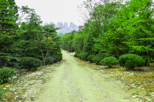 乡村道路