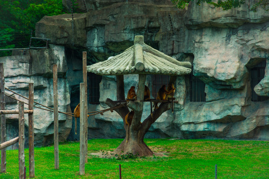 动物园金丝猴保护区