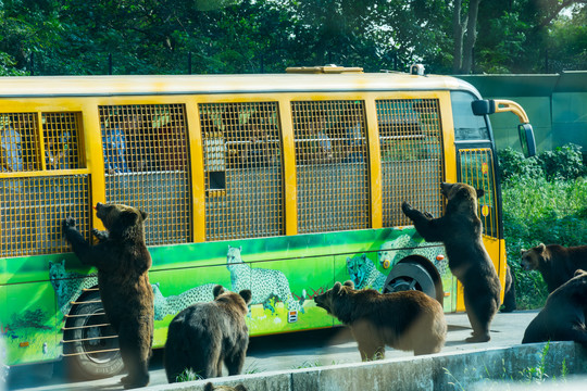 动物园猛兽区游览车