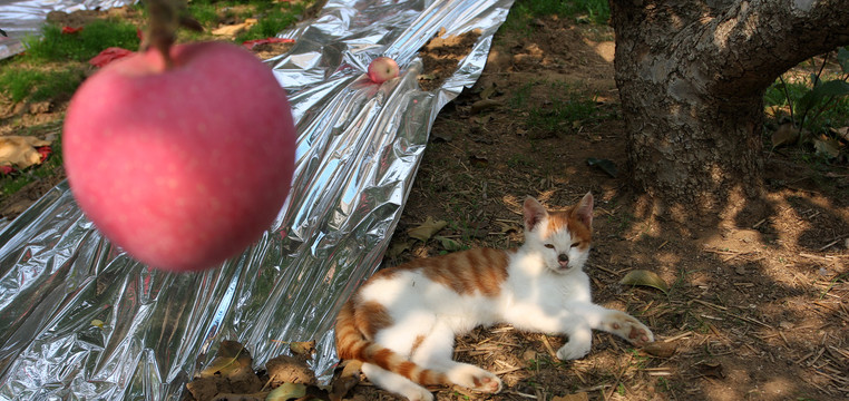 猫咪在果园醉美